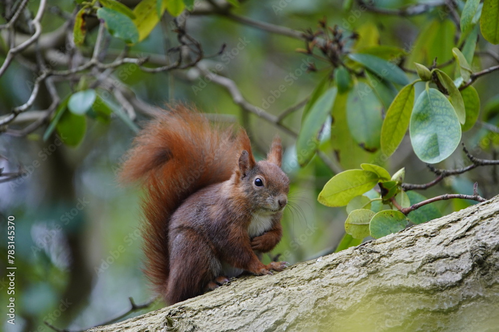 Red squirrel or Eurasian red squirrel asks for food (Sciurus vulgaris) Sciuridae family. Hanover – Berggarten, Germany
Red squirrel or Eurasian red squirrel asks for food (Sciurus vulgaris) Sciuridae family. Hanover – Berggarten, Germany