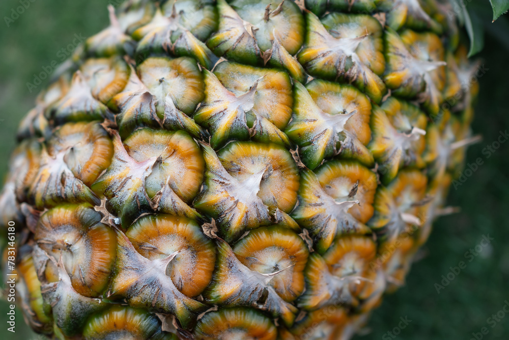 Close up of ripe pineapple place on grass Close up of ripe pineapple place on grass