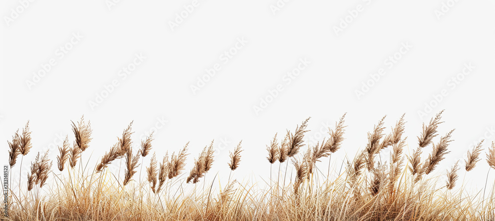 Fototapeta premium Savanna grass field row on white background