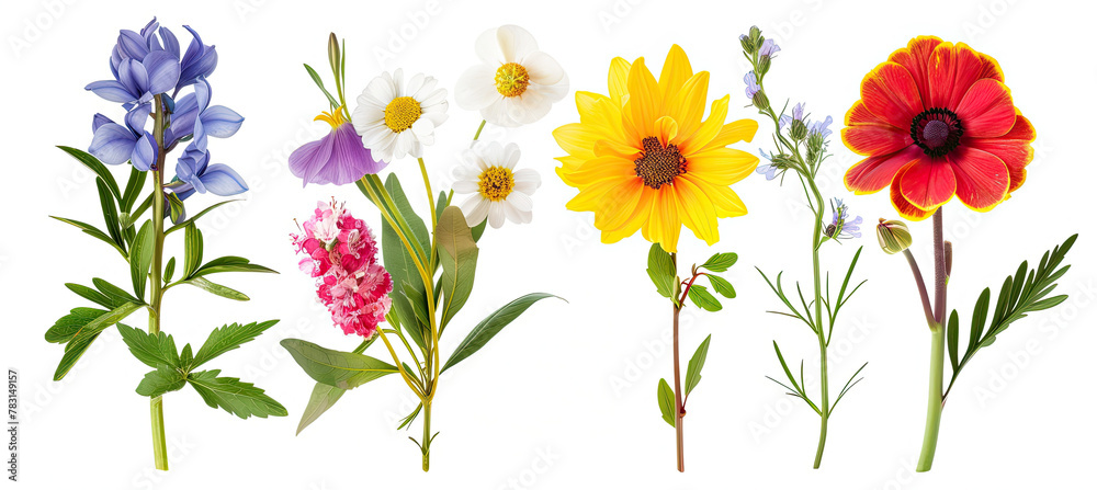 Set of Flower bouquets colorful spring flowers isolated on white background