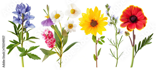 Set of Flower bouquets colorful spring flowers isolated on white background ©  Mohammad Xte