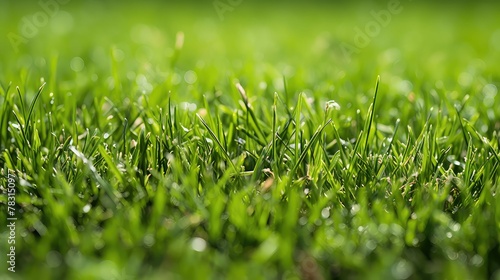 lush brown patches grass photo
