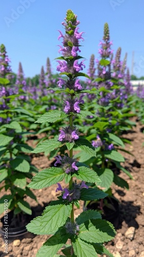 A field filled with vibrant purple flowers contrasted against lush green leaves