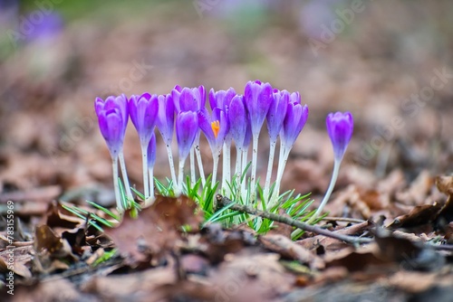Blooming violet crocuses in spring