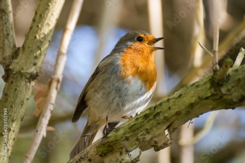 Singing robin sitting on a branch