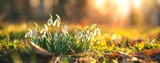 Snowdrop flowers blooming in grassy natural landscape