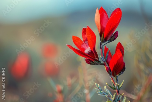 Against a softly blurred background, the vibrant red petals of Sturts Desert Pea stand out, showcasing prominent black centers known as bosses. These iconic Australian flowers are illuminated in natur photo