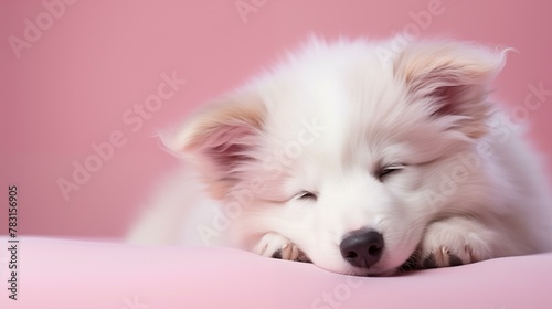 white puppy sleeping on pink background, one animal portrait fluffy fur friendship © antkevyv