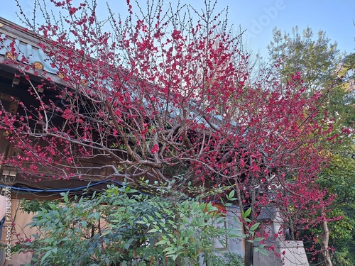 Plum trees blooming at Yushima Tenman Shinto Shrine in February photo