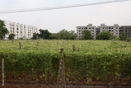 Constrcution activity shrinks agricuture farm in the suburb of Hyderabad of Telangana in India. Photo: April 12, 2024 photo