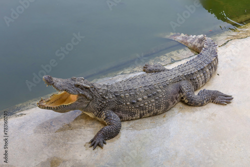 The salt crocodile swimming on the river near canal