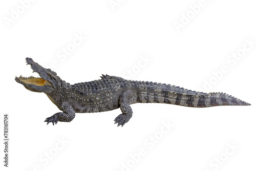 Close up crocodile is action show mouth on white background have path © pumppump