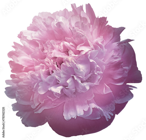 Peony flower  on   isolated background with clipping path. Closeup. For design. Nature.