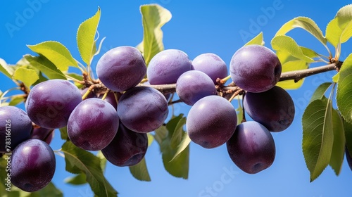 up branch plum isolated photo