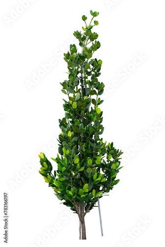 Green leaves tree isolated