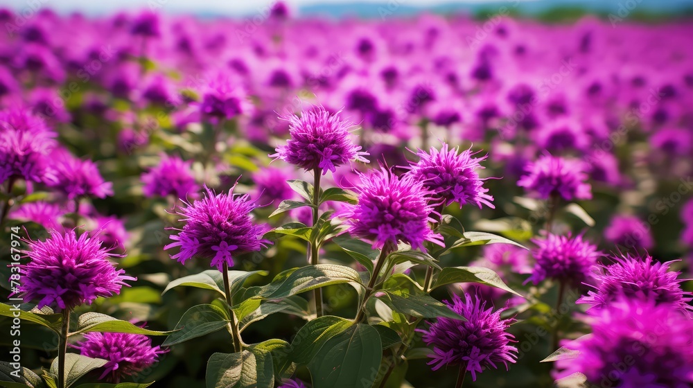 Obraz premium flowers purple monarda