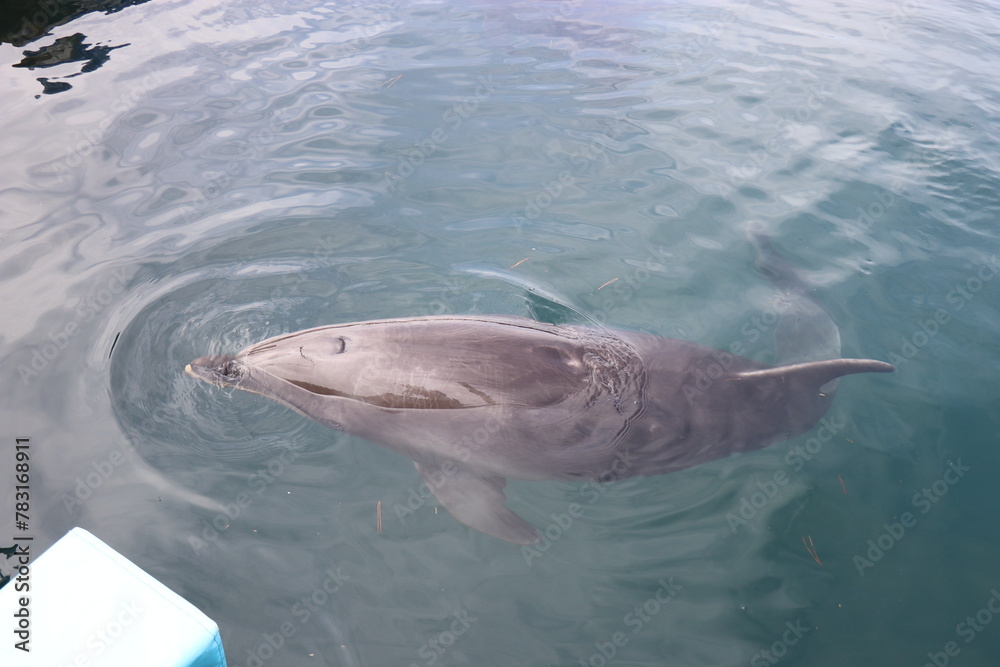 Naklejka premium 熊本 天草 水族館 海中水族館シードーナツ