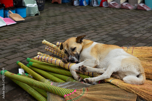 Homeless dog lies peacefully on a pile of brooms on the street.