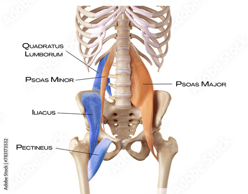 Hip and lower back of the deep front line - pectineus, psoas minor, psoas major, quadratus lumborum, iliacus