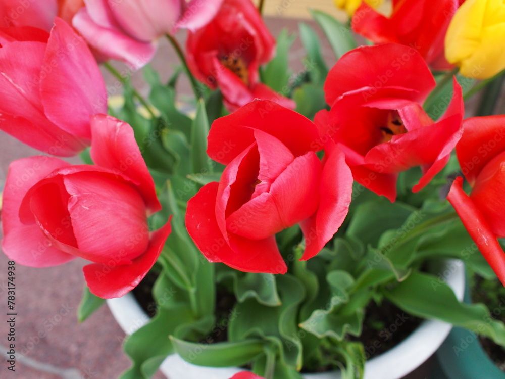 Fototapeta premium チューリップの花