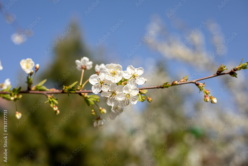 A branch with white flowers is shown in the foreground. The flowers are in full bloom and the branch is green. Concept of freshness and newness, as the flowers are in the process of blooming A branch with white flowers is shown in the foreground. The flowers are in full bloom and the branch is green. Concept of freshness and newness, as the flowers are in the process of blooming