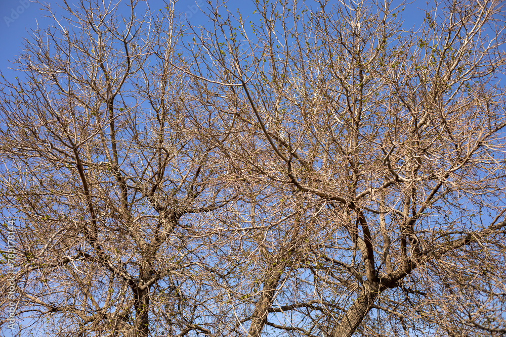 The tree branches are bare and the sky is clear. Concept of emptiness and loneliness The tree branches are bare and the sky is clear. Concept of emptiness and loneliness