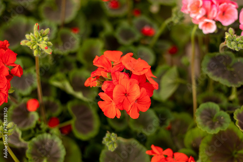 A red flower is in the foreground of a green background. The flower is surrounded by other green plants
