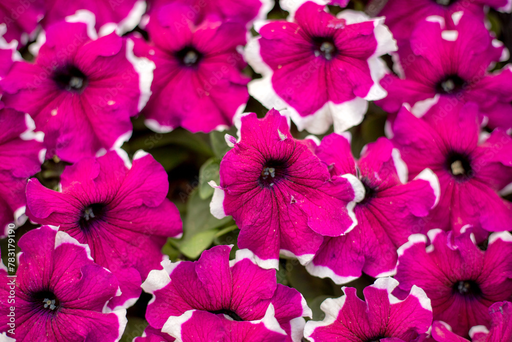 A close up of a bunch of pink flowers with white centers. The flowers ...