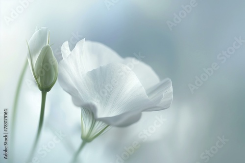 Ethereal White Flowers Against a Soft Blurred Background Emphasizing Serenity and Natural Beauty