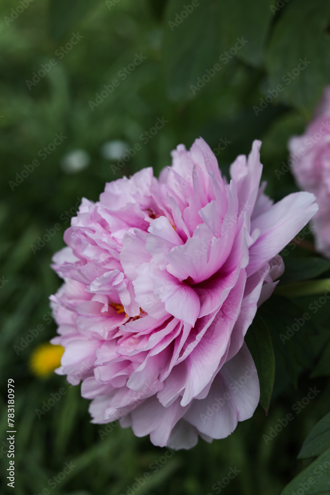 Obraz premium beautiful pink peony flower in the garden