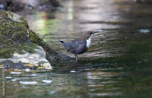 Beautiful afternoon on the river contemplating the Dipper (cinclus cinclus)!