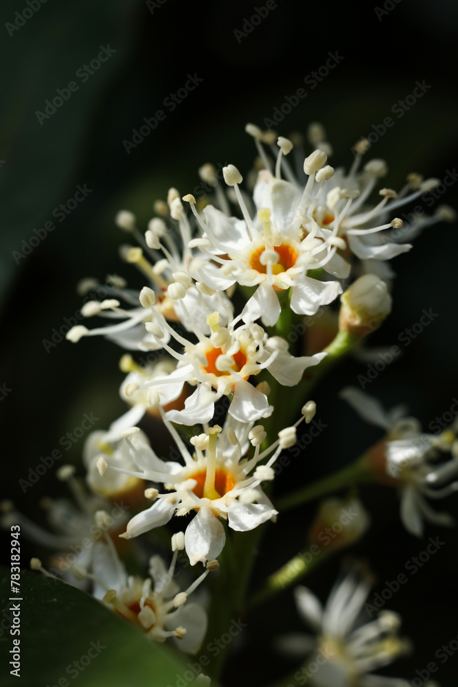 close up photo of Prunus laurocerasus, also known as cherry laurel, common laurel and sometimes English laurel close up photo of Prunus laurocerasus, also known as cherry laurel, common laurel and sometimes English laurel