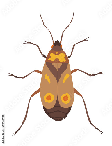 Oncopeltus varicolor. Insect icon flat isolated stock  illustration photo
