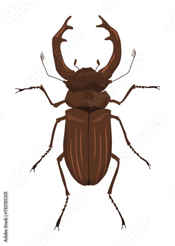 Stag beetle, lucanus male with horns, rare european insect,  illustration hand drawn style