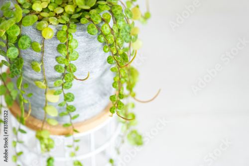 Long lashes of peperomium prostrate in a concrete pot hang with round turtle leaves. Peperomy close-up in the interior on a white background, an ornamental plant photo