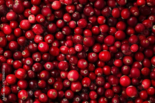 Background with freshly picked ripe lingonberry or cranberry