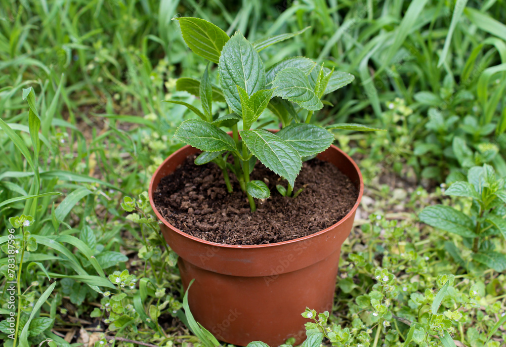seedlings in a pot seedlings in a pot