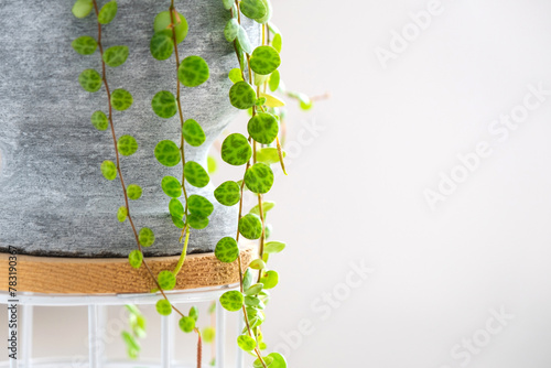 Long lashes of peperomium prostrate in a concrete pot hang with round turtle leaves. Peperomy close-up in the interior on a white background, an ornamental plant photo