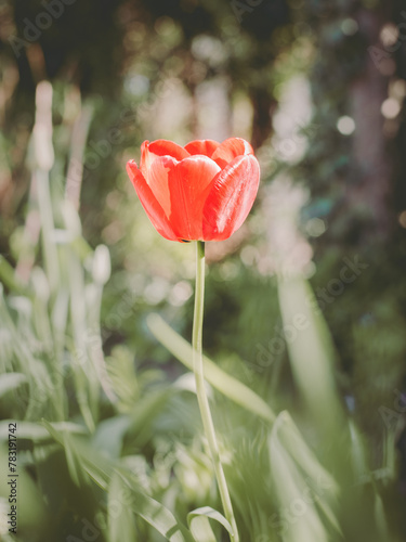 tulipan na tle ogrodu  © filip