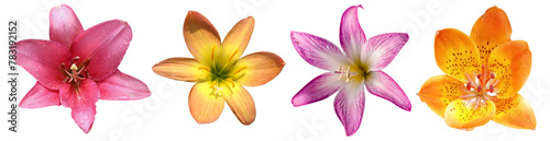 Panel kuchenny z motywem yellow and red lily flowers