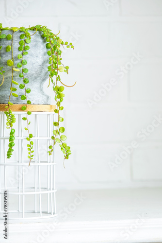 Long lashes of peperomium prostrate in a concrete pot hang with round turtle leaves. Peperomy close-up in the interior on a white background, an ornamental plant photo