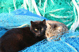 Two cats enjoying the sun in the port of Arenys de Mar, Barcelona, Spain..