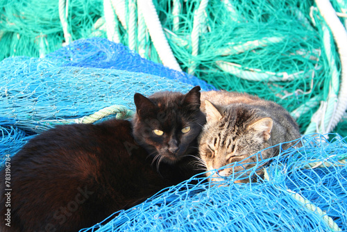 Two cats enjoying the sun in the port of Arenys de Mar, Barcelona, Spain.. photo