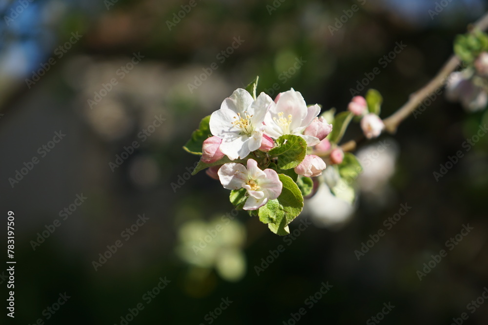 Obraz premium Blooming branch of an apple tree with pale pink flowers and small pale green leaves on a blurred background