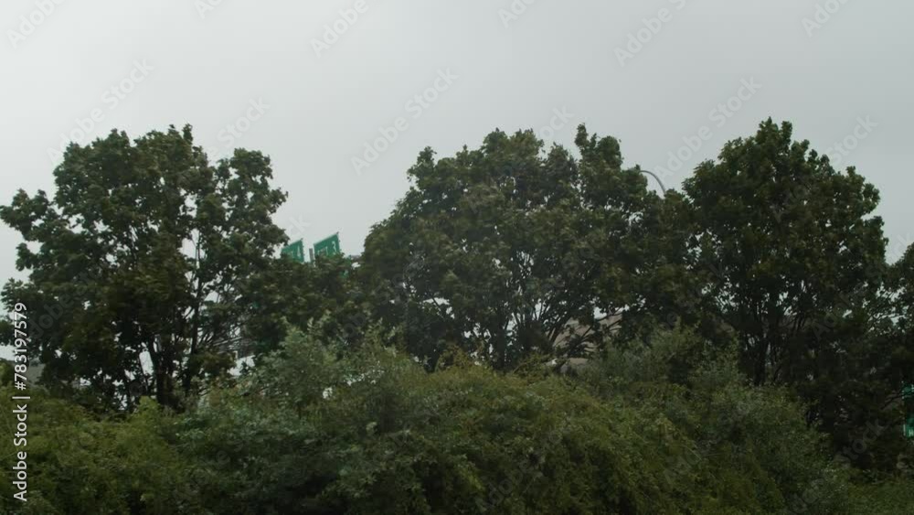 Tree branches in a park fluttering wind during hurricane in Canada summer of 2023. Nova Scotia, Halifax.View from bottom to top forest swaying from a strong hurricane and tree branches blowing wind Tree branches in a park fluttering wind during hurricane in Canada summer of 2023. Nova Scotia, Halifax.View from bottom to top forest swaying from a strong hurricane and tree branches blowing wind