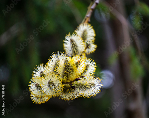 Fluffy willow flowers on a dark green background. Close-up. An elegant branch of a flowering willow with fluffy inflorescences pressed to each other.
