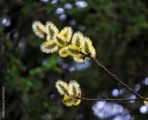 Branch with willow flowers on a background of coniferous trees. Forest spring background with blooming willow illuminated by the sun.