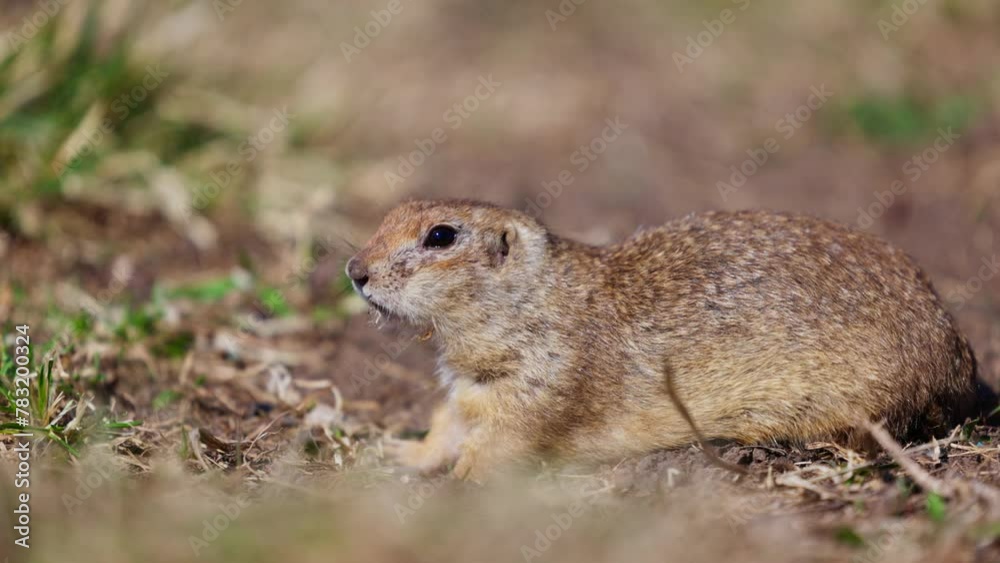Funny gopher looks out of the hole, little ground squirrel or little suslik, Spermophilus pygmaeus is a species of rodent in the family Sciuridae. Suslik in wildlife. Slow motion video Funny gopher looks out of the hole, little ground squirrel or little suslik, Spermophilus pygmaeus is a species of rodent in the family Sciuridae. Suslik in wildlife. Slow motion video