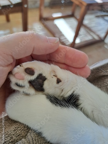 cat in hand