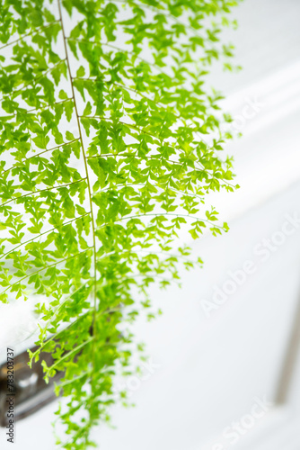 Close-up Fluffy fern leaf in a white loft-style interior. Nephrolepis Marisa is a varietal ornamental fern photo